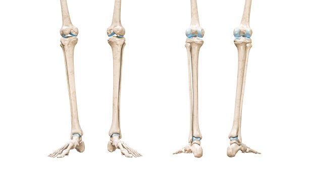 tibia