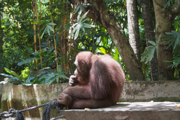 kalimantan