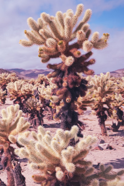 cholla