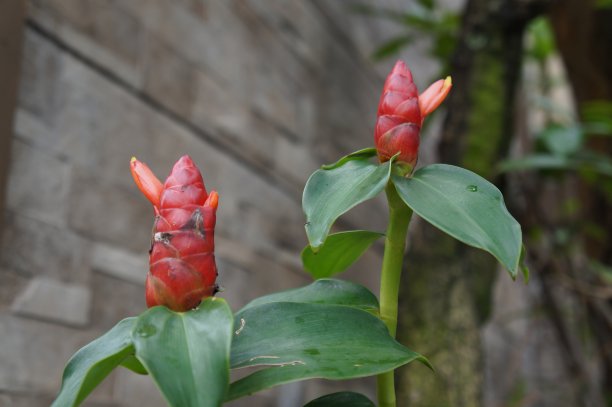 costus