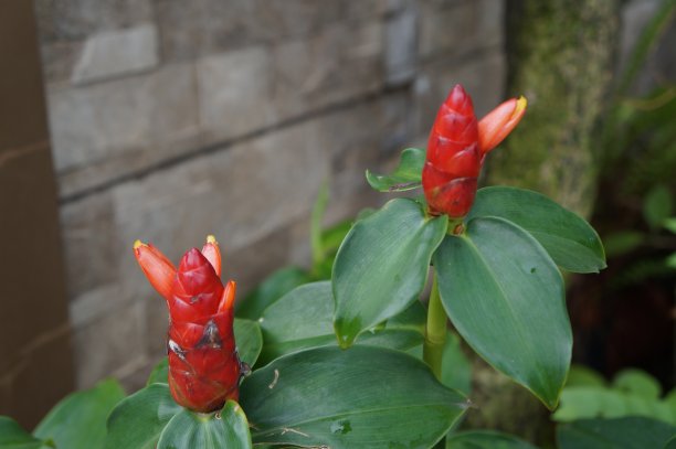 costus