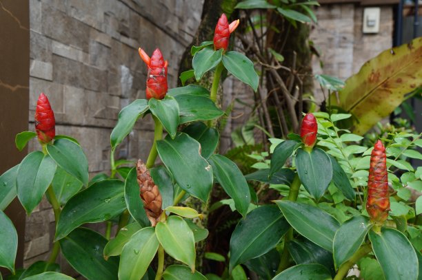 costus