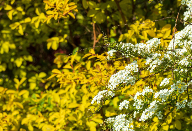 filipendula