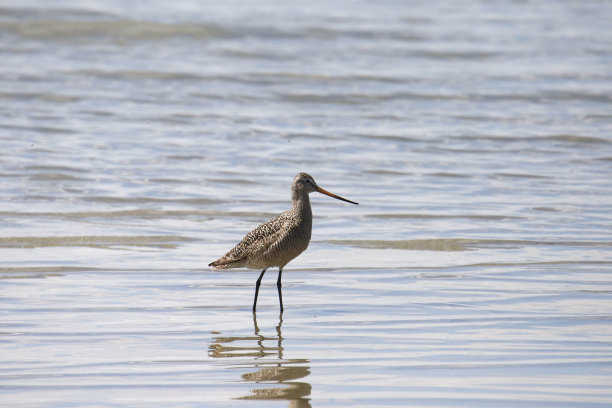 limosa