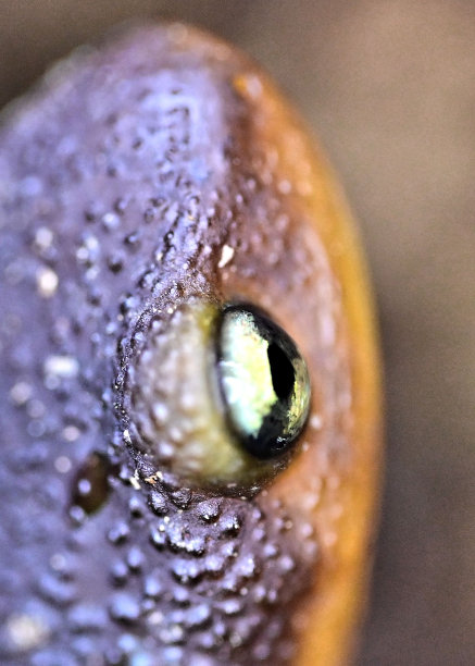 stare