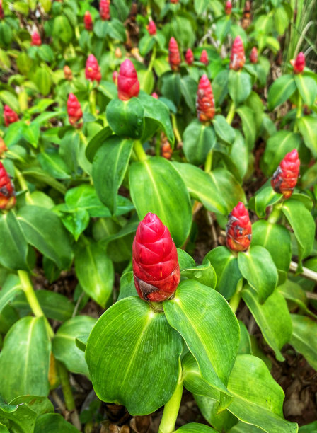 costus