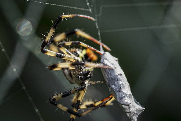 argiope