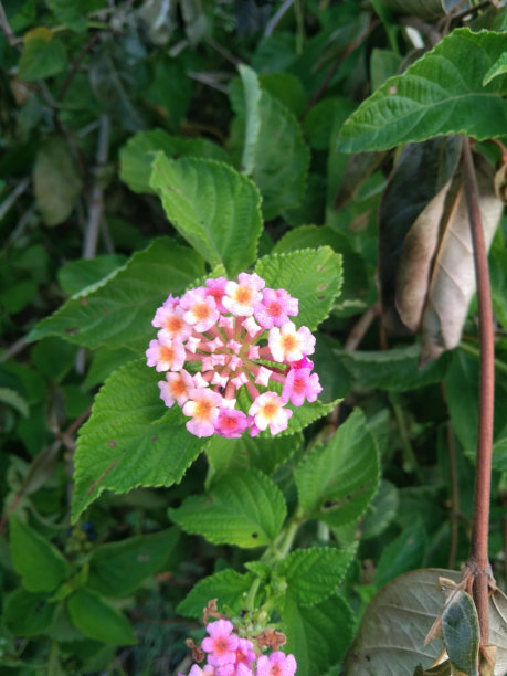 lantana