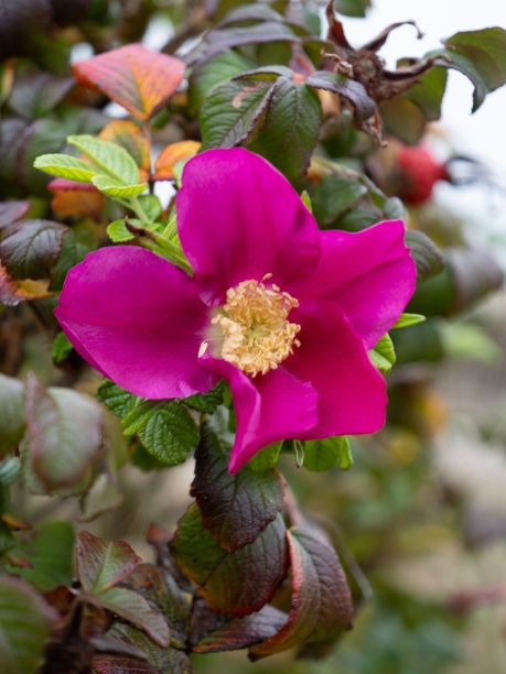 rugosa