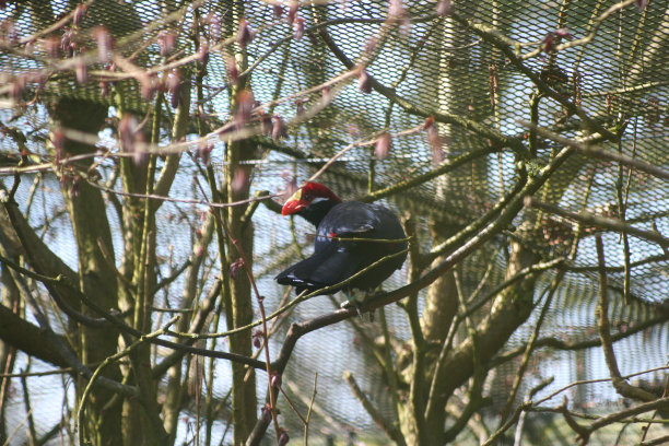 perched