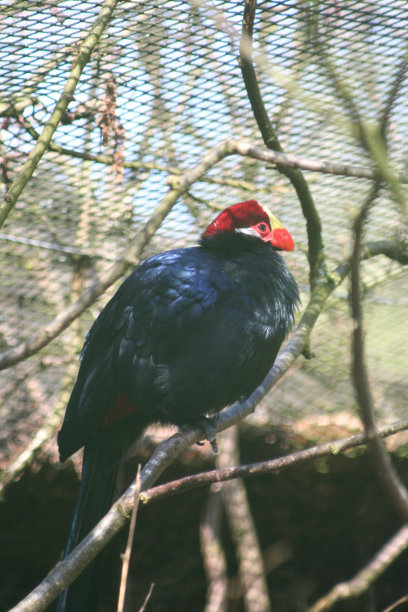 perched