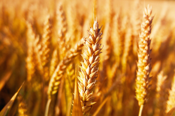triticum