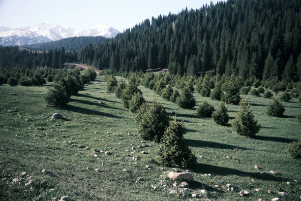 spruce