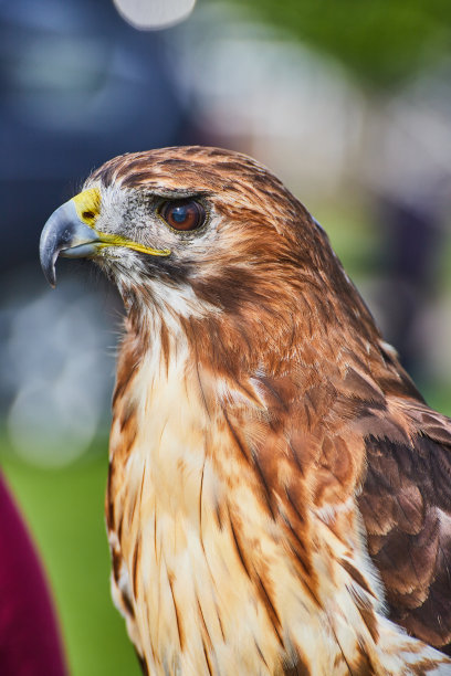 falcon