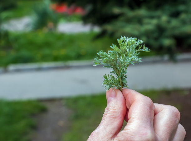wormwood
