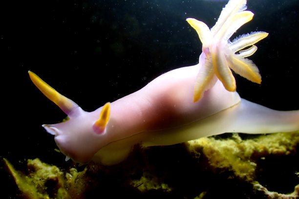 mollusk