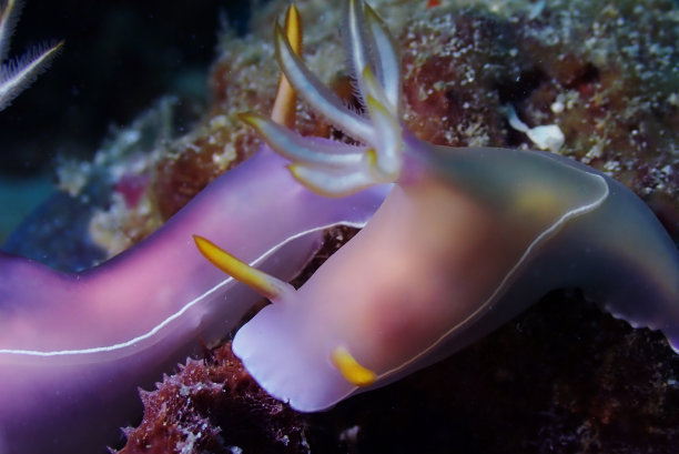 mollusk