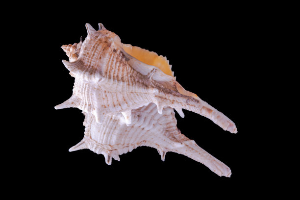 murex