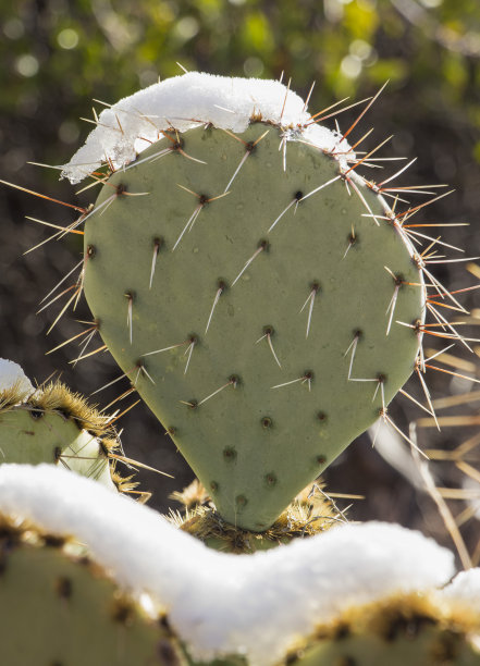 saguaro