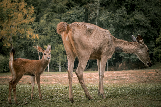 doe