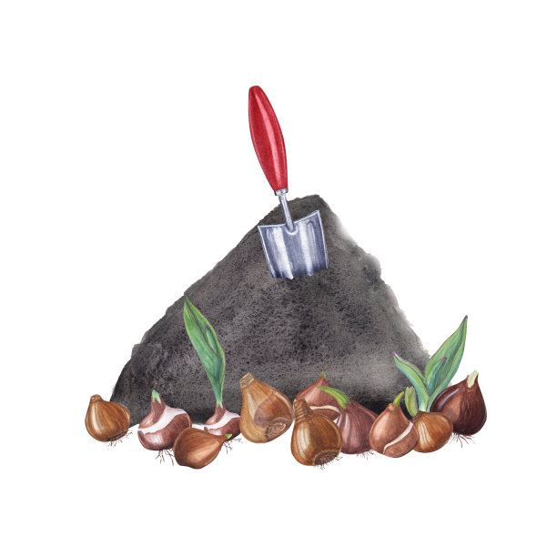 盆栽郁金香插画素材