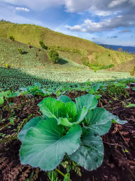 江白菜