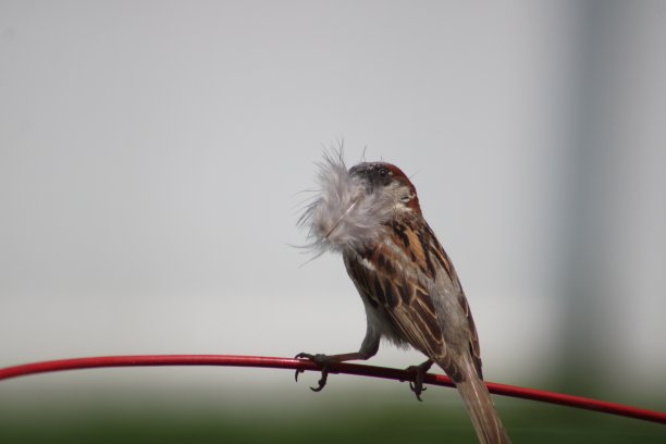 preen
