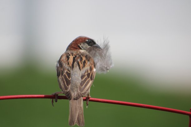preen