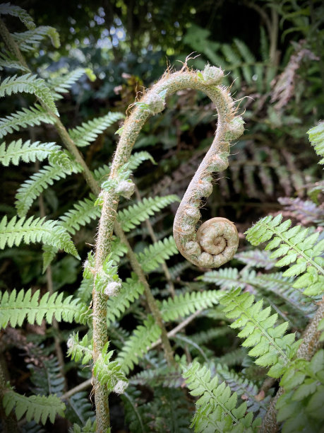 fiddlehead
