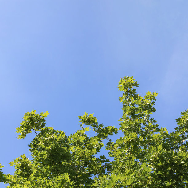 清新绿色方块背景图案