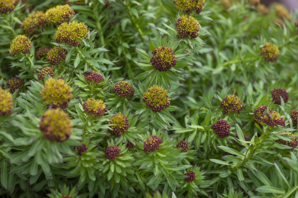rhodiola
