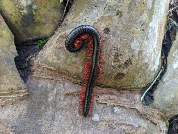 millipede