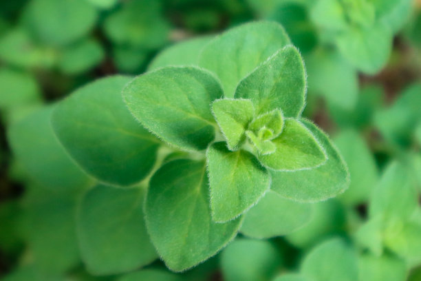 oregano