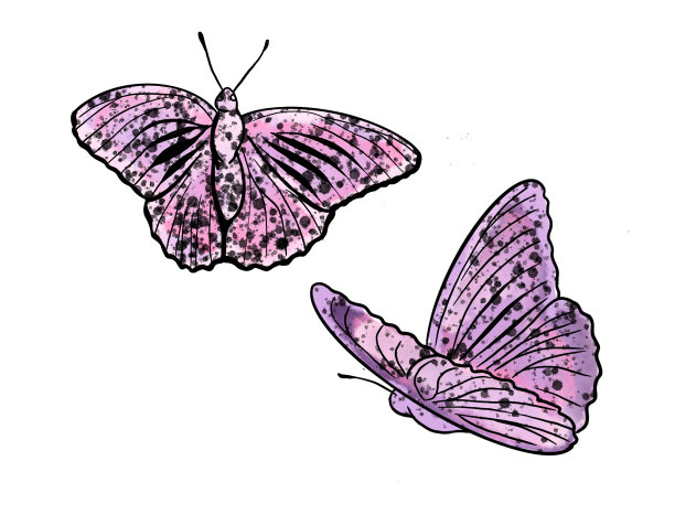 飞舞的两只蝴蝶