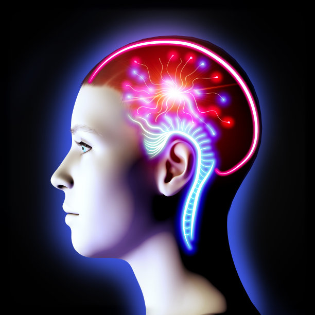 cerebrum