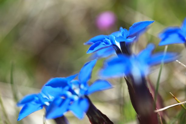 gentian