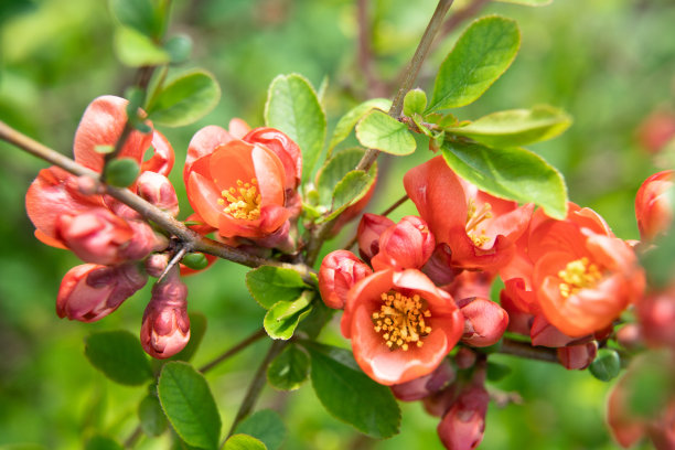 chaenomeles