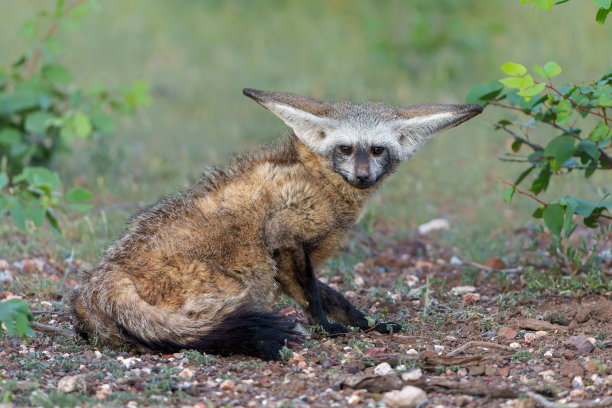 otocyon