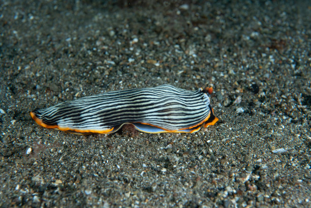 mollusk