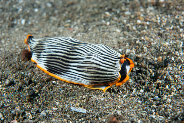 mollusk