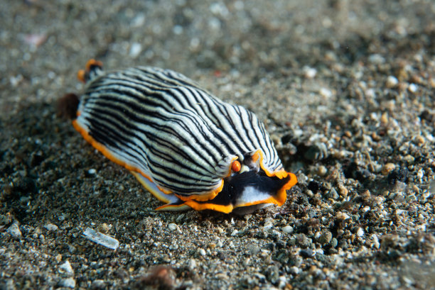 mollusk