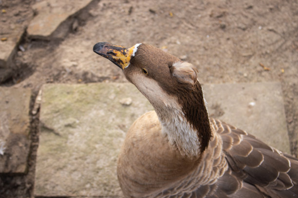 branta