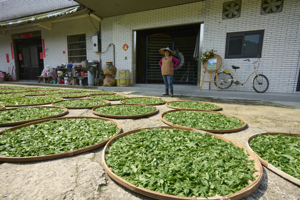 高山乌龙茶生产基地