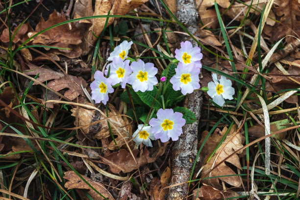 primula