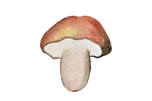 蘑菇速写画