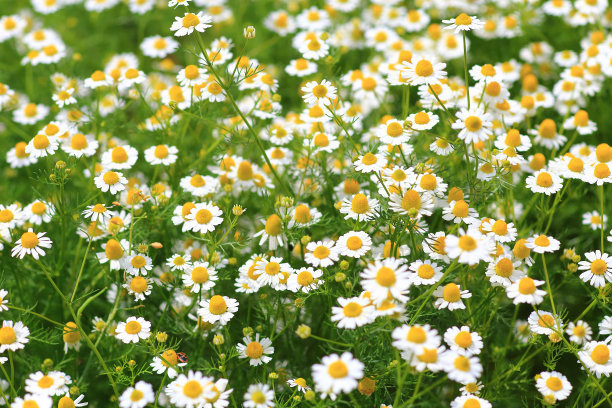 camomiles