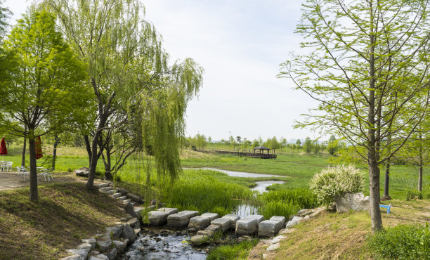 杨柳与油菜花