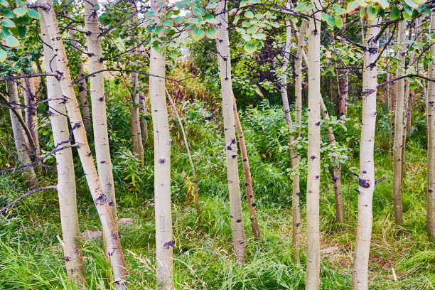 aspen