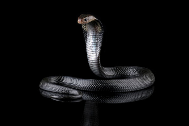 cobra