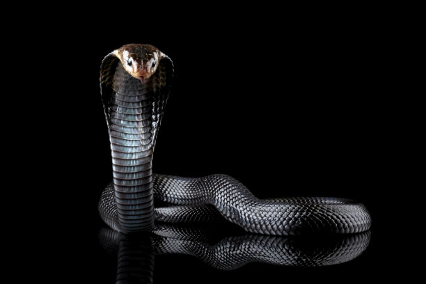 cobra
